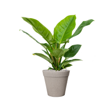 Philodendron 'Imperial Green' in Fibrics Bamboo