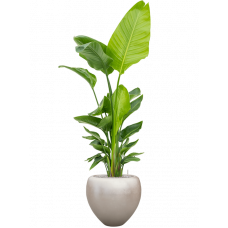Strelitzia nicolai (120-160) in Baq Metallic Silver leaf