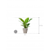 Растение в кашпо Philodendron 'Imperial Green' in Fibrics Bamboo