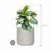 Растение в кашпо Aglaonema 'Silver Bay' in Baq Angle