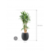 Растение в кашпо Dracaena fragrans 'Ulises' in Grigio