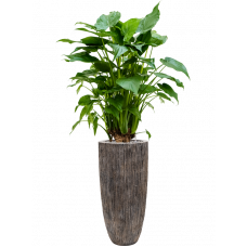 Alocasia cucullata in Baq Luxe Lite Universe Moon