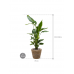 Растение в кашпо Strelitzia nicolai in Drypot Rattan Stripe