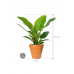 Растение в кашпо Philodendron 'Imperial Green' in Fibrics Bamboo