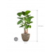 Растение в кашпо Alocasia calidora in Baq Lava