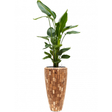 Strelitzia nicolai in Baq Facets Jenga