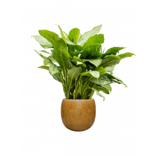 Aglaonema 'Freedman' in Marly