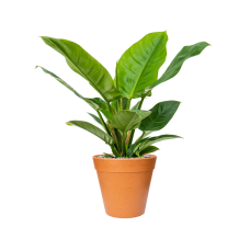 Philodendron 'Imperial Green' in Fibrics Bamboo