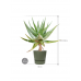 Растение в кашпо Aloe marlothii in Greenville