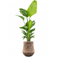 Strelitzia nicolai (120-160) in Baq Polystone Coated Plain