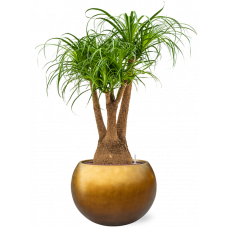 Beaucarnea recurvata in Baq Metallic Silver leaf