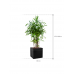 Растение в кашпо Rhapis excelsa in Baq Line-Up