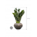 Растение в кашпо Zamioculcas zamiifolia 'Super Nova' in Baq Luxe Lite Comet