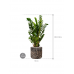 Растение в кашпо Zamioculcas zamiifolia in Baq Luxe Lite Universe Wave
