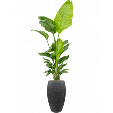 Strelitzia nicolai (120-160) in Baq Raindrop