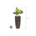 Растение в кашпо Aglaonema 'Key Lime' in Baq Luxe Lite Universe Moon