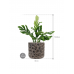 Растение в кашпо Monstera pinnatipartita in Baq Luxe Lite Universe Moon