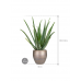 Растение в кашпо Aloe vera barbadensis in Amora