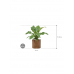 Растение в кашпо Anthurium elipticum 'Jungle Bush' in Cylinder
