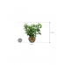Растение в кашпо Schefflera arboricola in Capi Lux Terrazzo