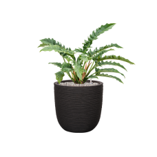Philodendron 'Narrow' in Capi Nature Rib NL
