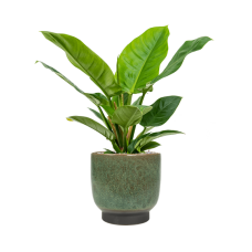 Philodendron 'Imperial Green' in Linn