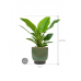 Растение в кашпо Philodendron 'Imperial Green' in Linn