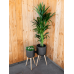 Кашпо Gabi Pot On Feet Black (set of 3)