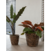 Кашпо Ritse Pot Brown (set of 5)