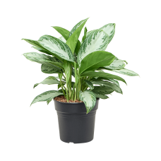 Aglaonema 'Silver Bay'