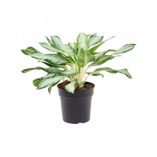 Aglaonema 'Golden Bay'