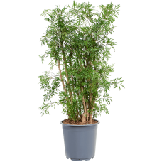 Aralia (Polyscias) 'Ming'