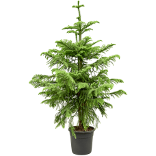 Araucaria heterophylla