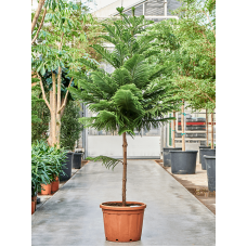 Araucaria heterophylla (200-250)