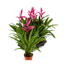 Guzmania claire 6/tray