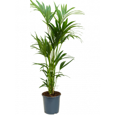 Kentia (Howea) forsteriana