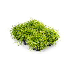 Rhipsalis baccifera 'Oasis' 6/tray