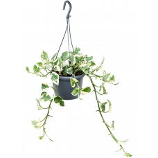 Scindapsus (Epipremnum) 'N'joy'