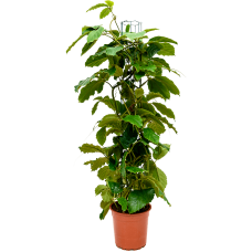Tetrastigma voinierianum