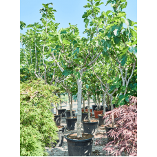 Ficus carica (200-250)
