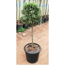 Olea europaea