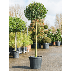 Prunus lusitanica angustifolia