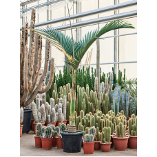 Archontophoenix alexandrae 'Variegata'