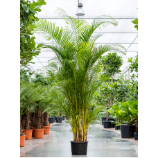 Dypsis (Areca) lutescens