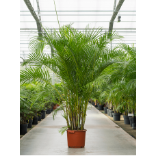 Areca (chrysalidoc.) lutescens