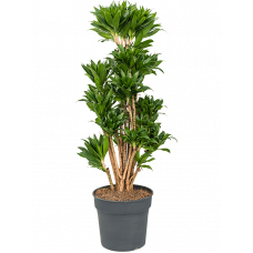 Dracaena fragrans 'Compacta'