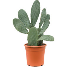 Opuntia indica