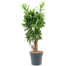 Pleomele (Dracaena) reflexa 'Song of Jamaica'