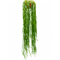 Rhipsalis paradoxa