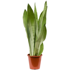 Sansevieria trifasciata 'Moonshine'